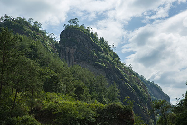 香江茶园-曼陀峰
